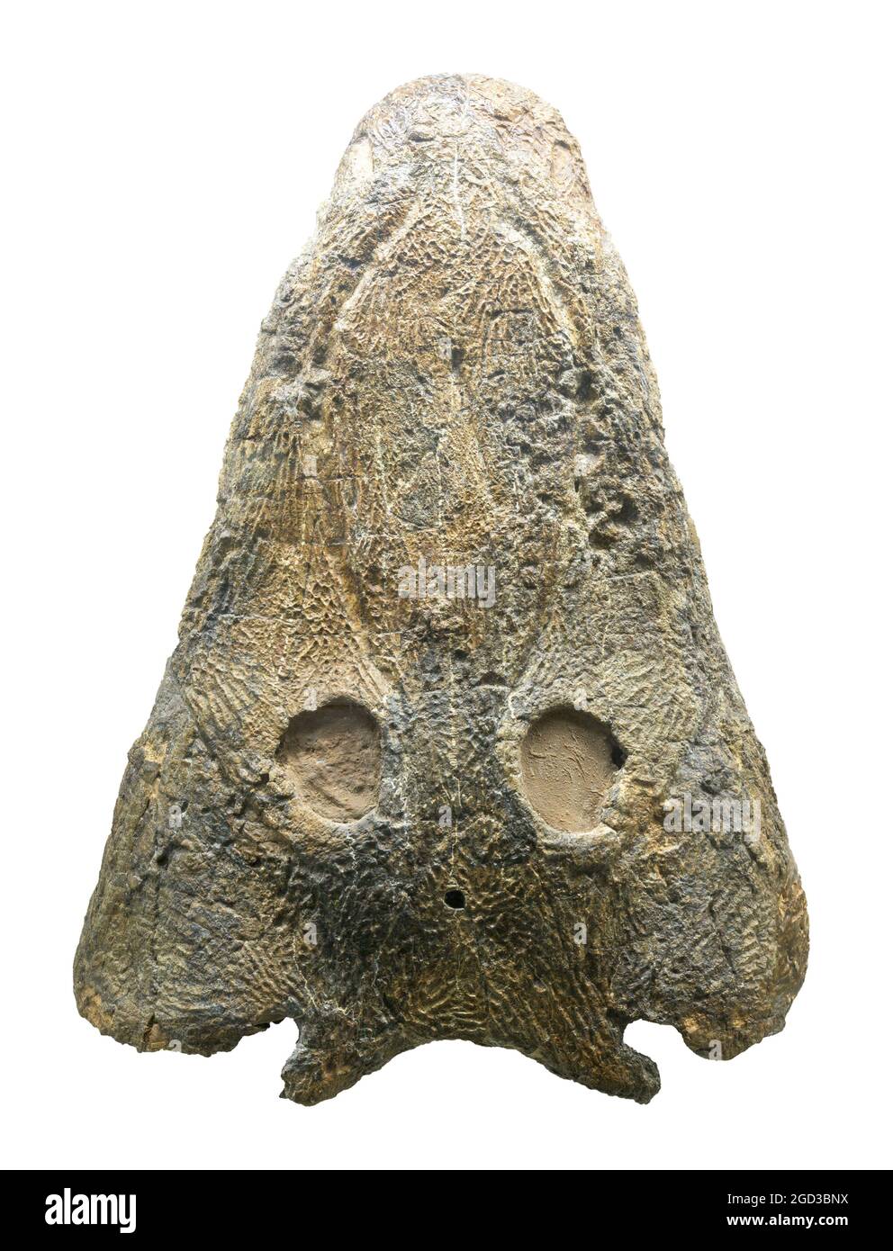 Mastodonsaurus is an extinct genus of temnospondyl amphibian from the Middle Triassic Stock Photo