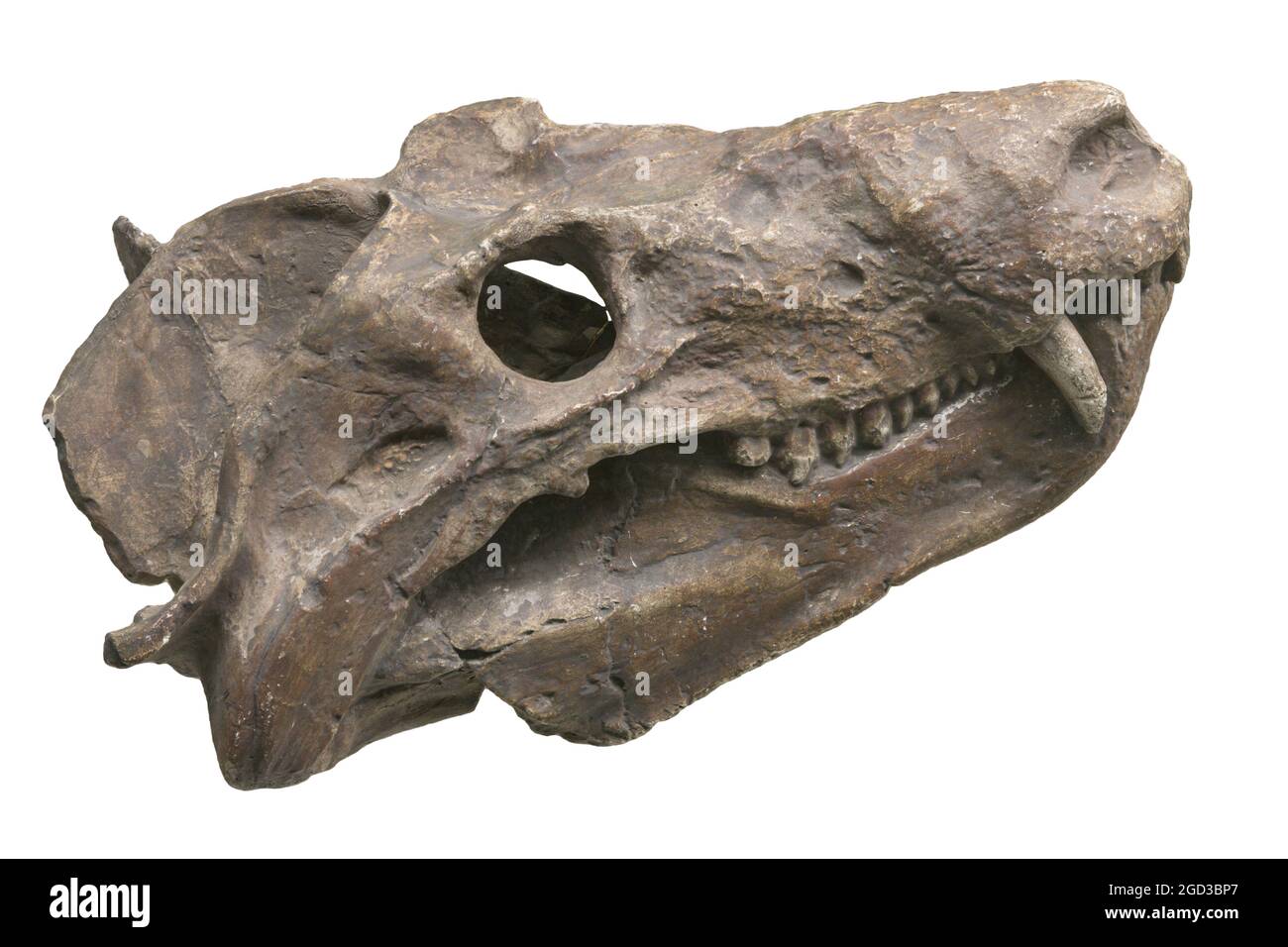 Cynognathus cynognathus crateronotus hires stock photography and images Alamy