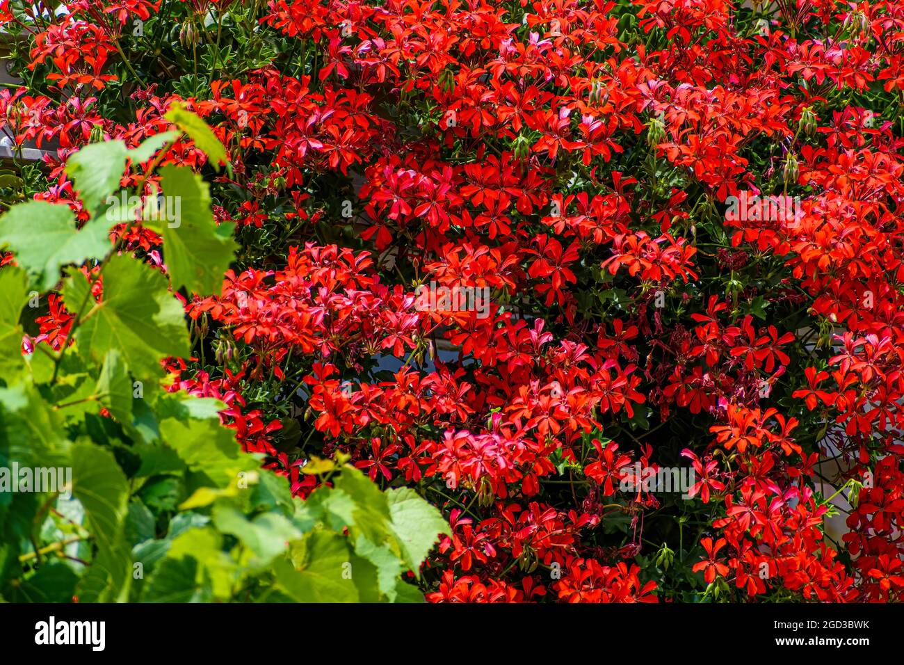 Beautiful shot of red moss phlox flowering plant growing in the garden Stock Photo