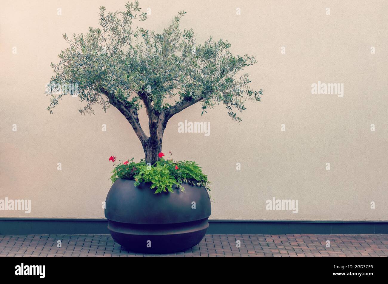 https://c8.alamy.com/comp/2GD3CE5/bonsai-of-a-olive-tree-in-pot-decorative-olive-tree-in-a-planter-pot-2GD3CE5.jpg