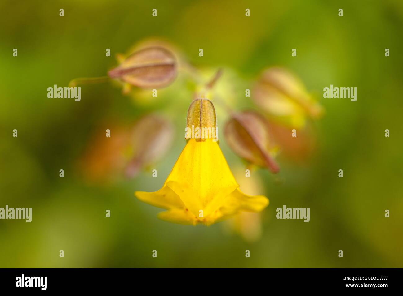 Closeuup of Yellow Monkeyflower in Southcentral Alaska. Stock Photo