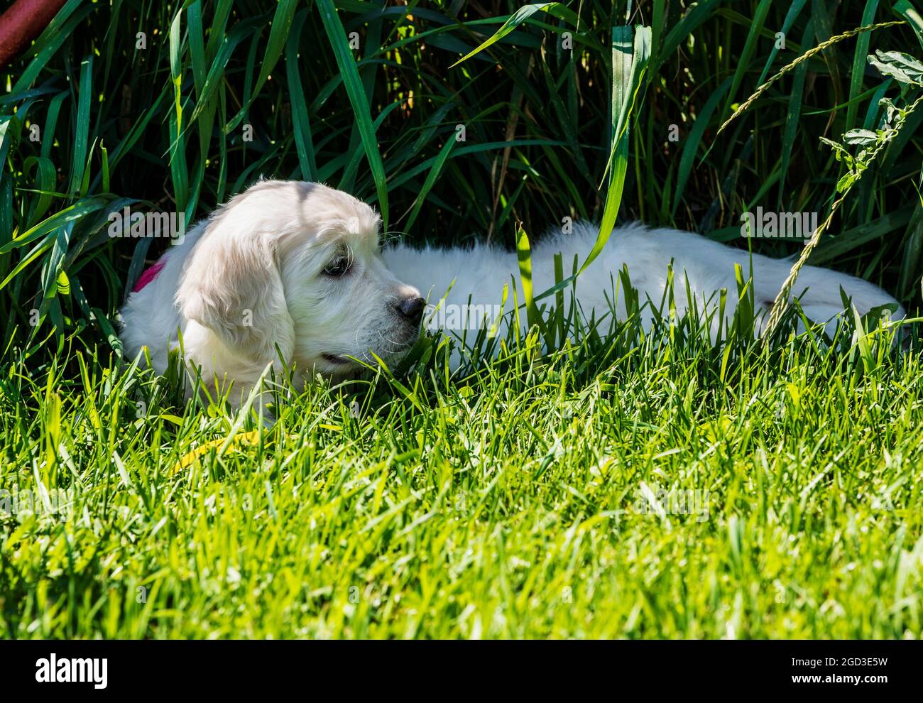 Platinum, or Cream colored Golden Retriever puppies on grassy lawn Stock Photo
