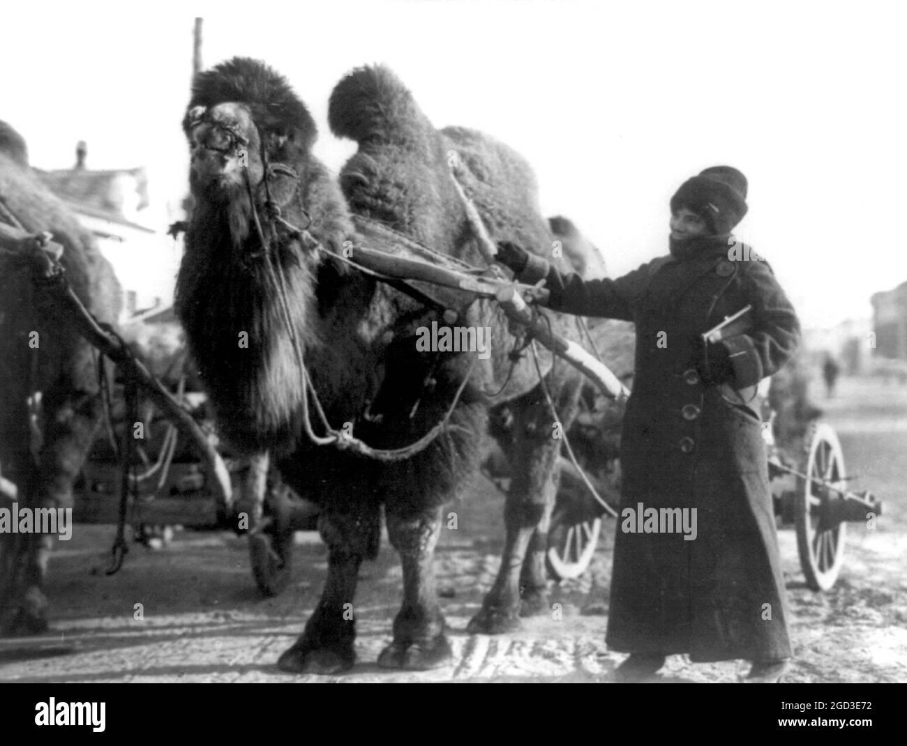 Harriet Chalmers Adams, with camel pulling cart in the Gobi Desert ca. 1909 Stock Photo
