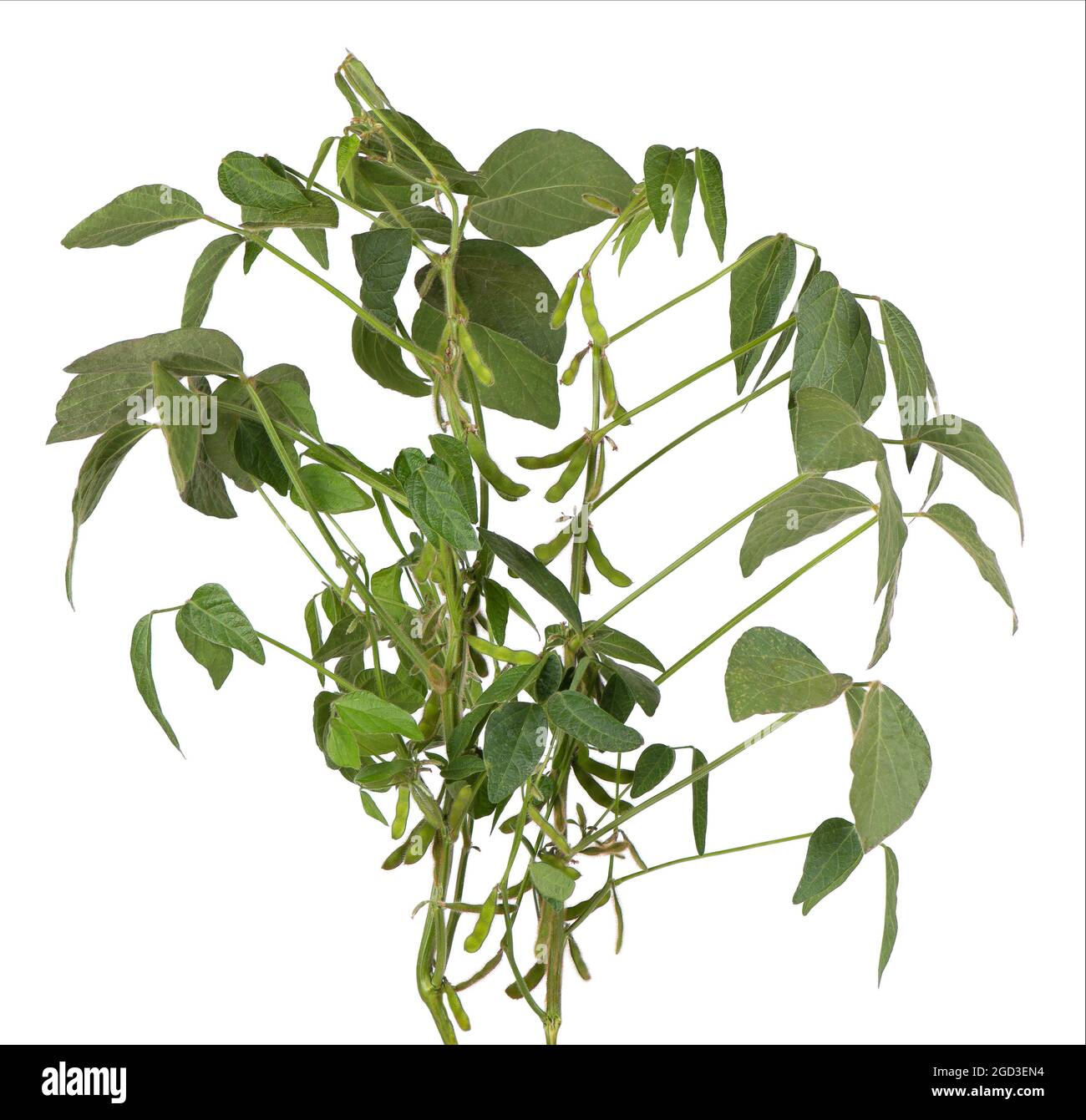Green soybean bush isolated on white background. Stock Photo