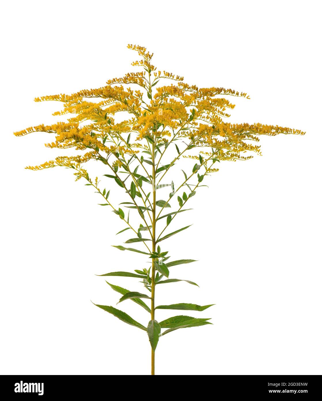 Golden Solidago virgaurea flowers isolated on white background. Ragweed ...