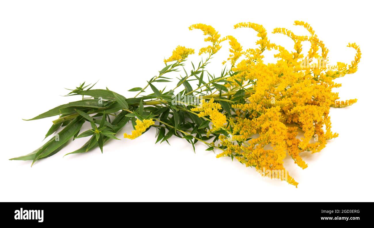 Golden Solidago virgaurea flowers isolated on white background. Ragweed