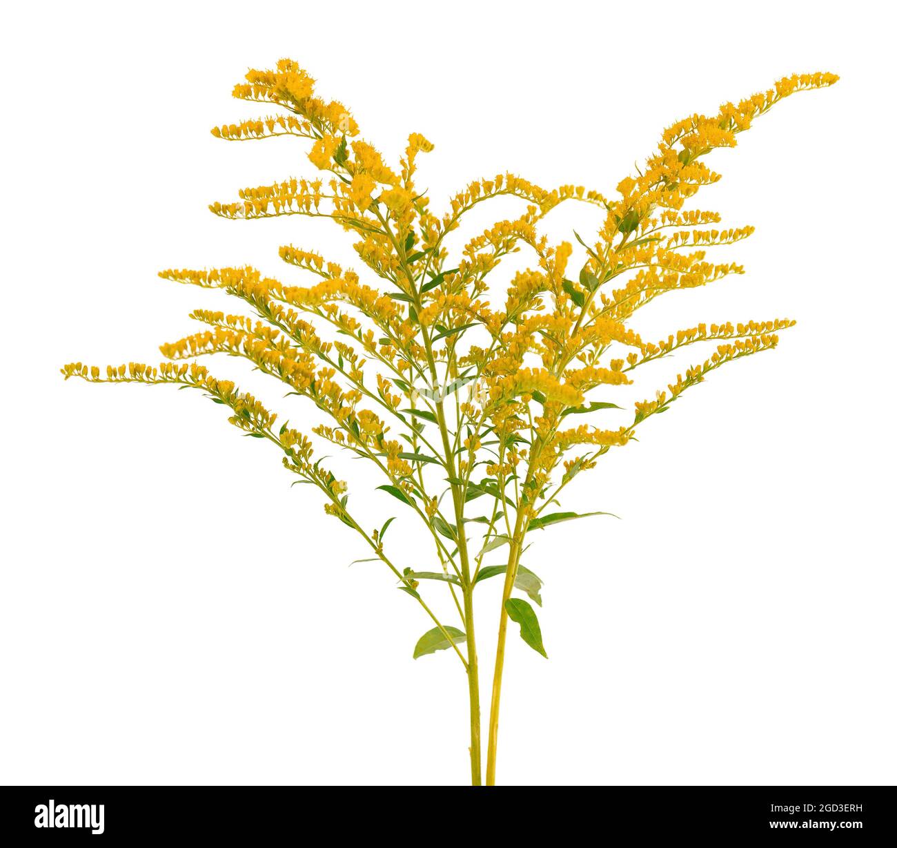 Golden Solidago virgaurea flowers isolated on white background. Ragweed ...