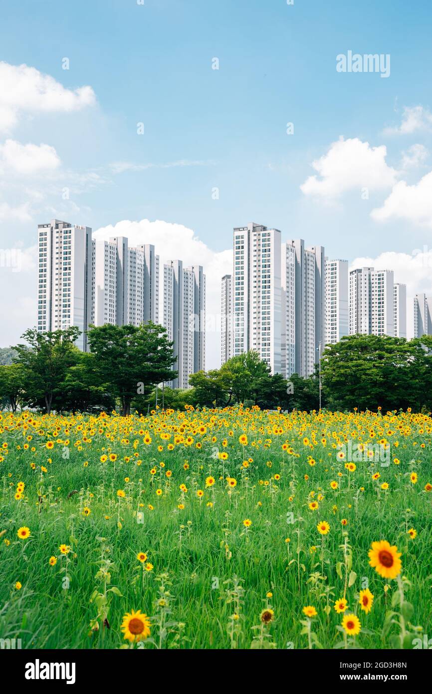 Modern apartment buildings and yellow sunflower field in Ansan, Korea