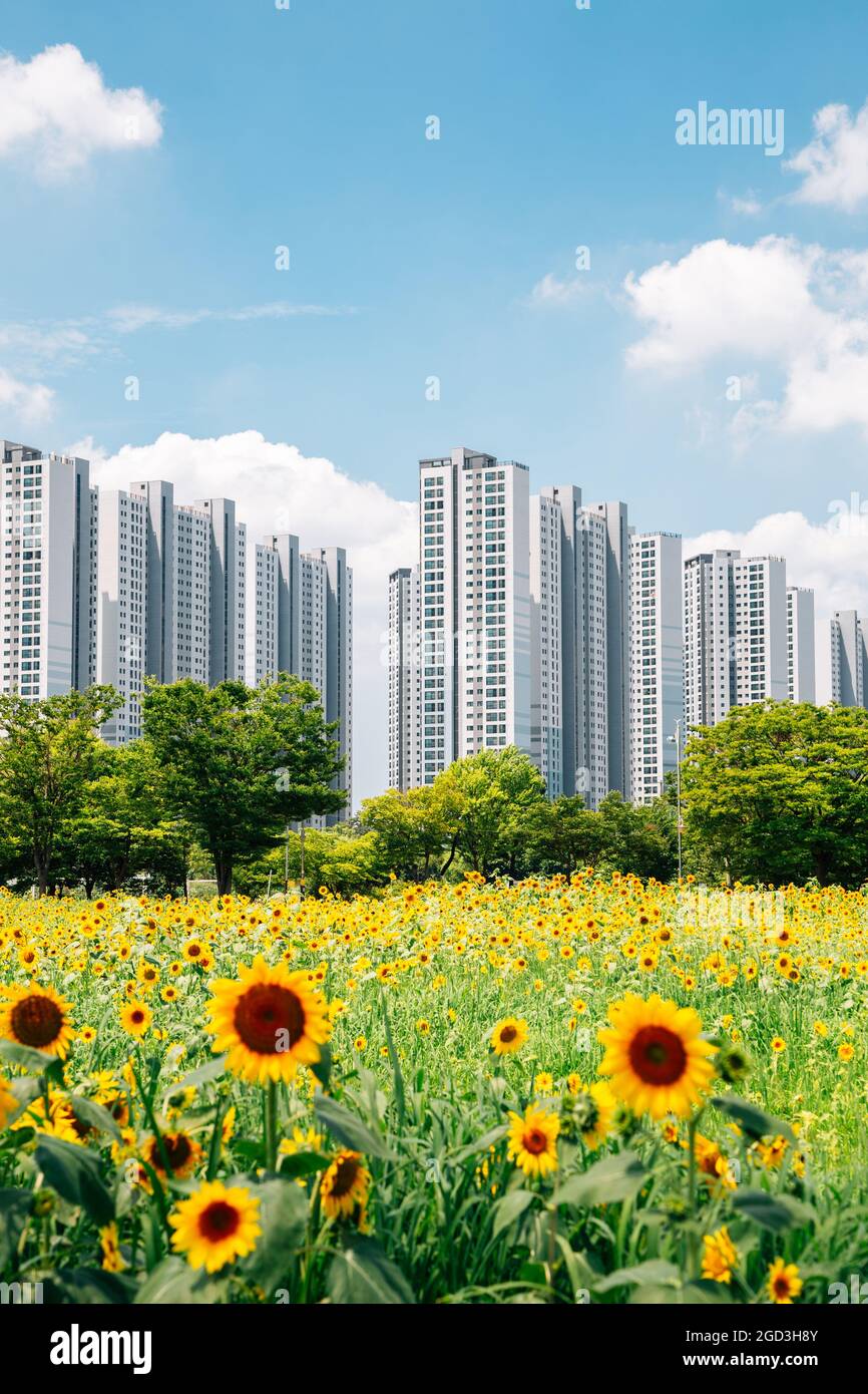 Modern apartment buildings and yellow sunflower field in Ansan, Korea
