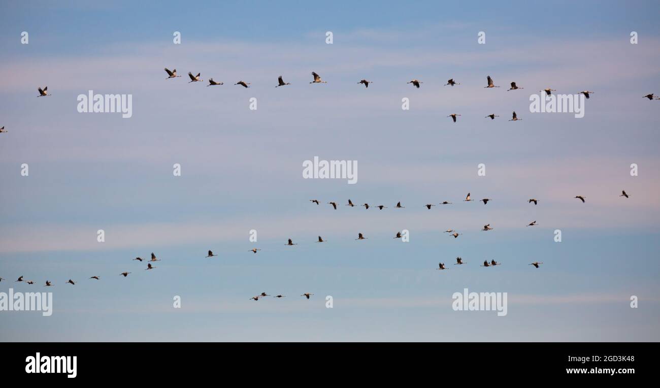 Cranes flying in blue sky Stock Photo - Alamy