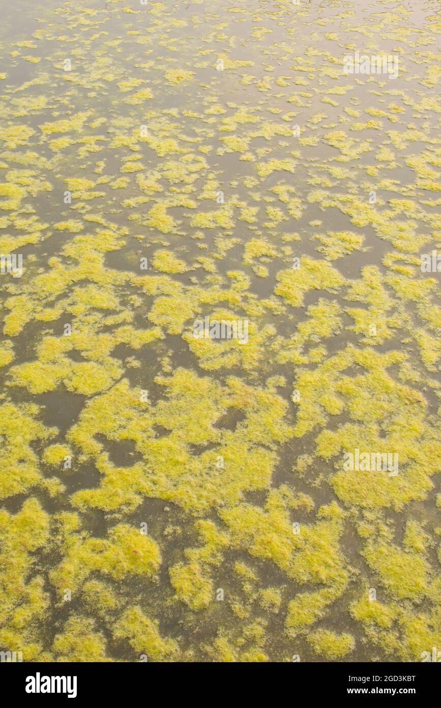 Colorful algae on the water, Pune, Maharashtra, India Stock Photo