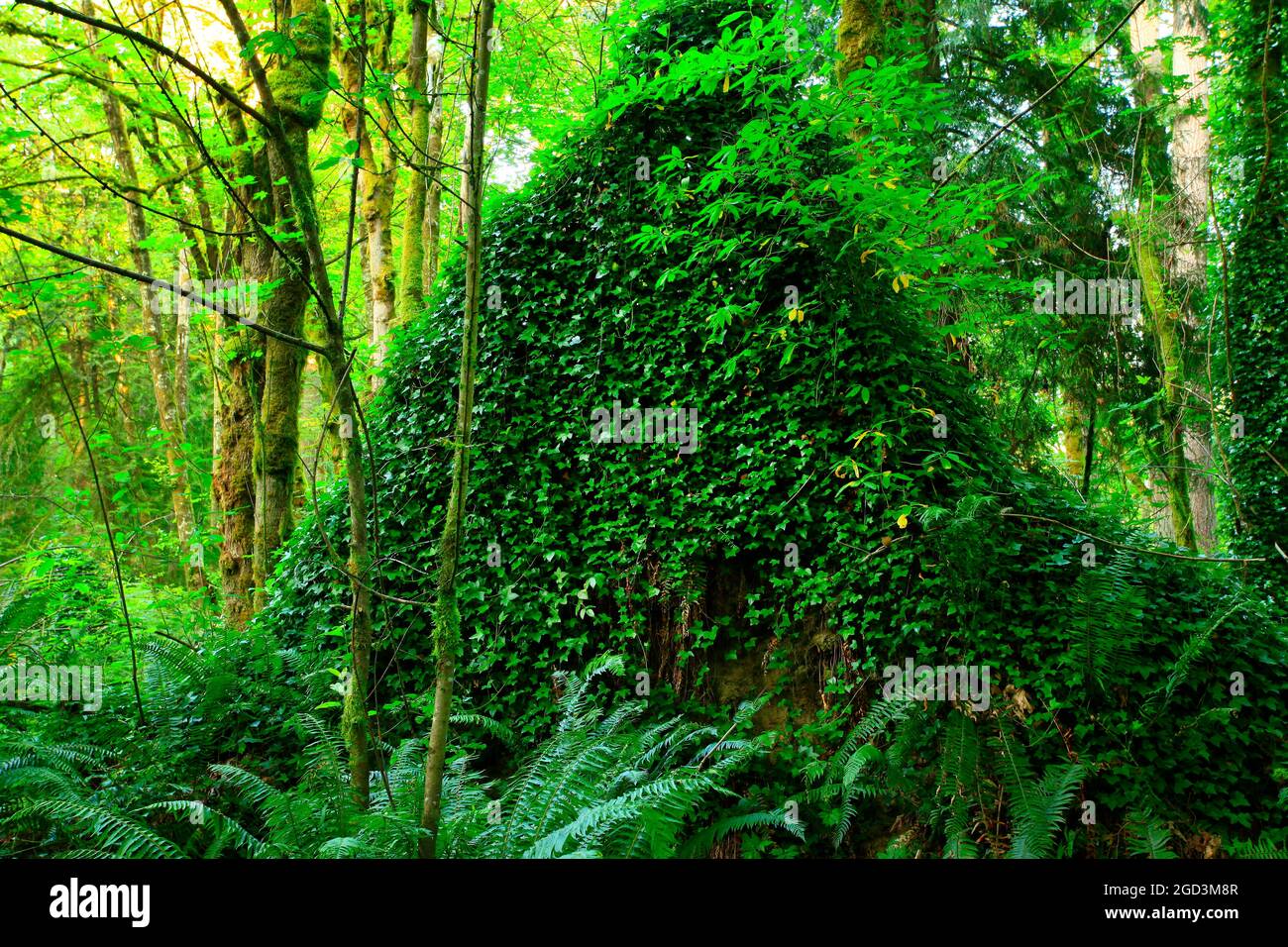a exterior picture of an Pacific Northwest rainforest with mixed trees Stock Photo