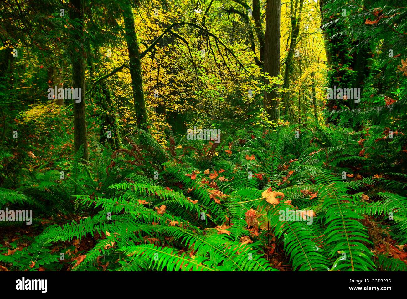 a exterior picture of an Pacific Northwest rainforest with Sword ferns Stock Photo