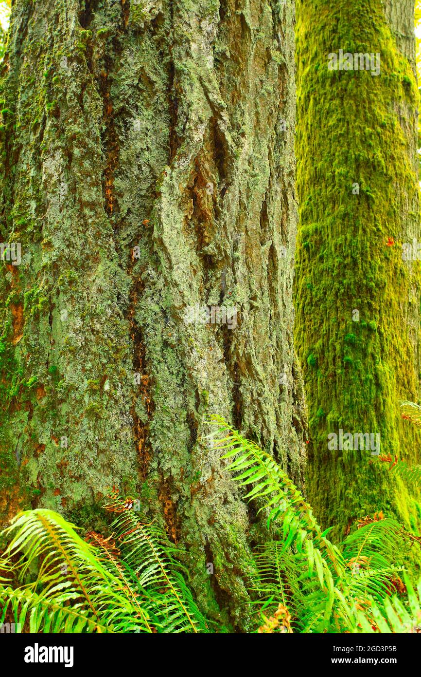 a exterior picture of an Pacific Northwest forest with a Douglas fir tree Stock Photo