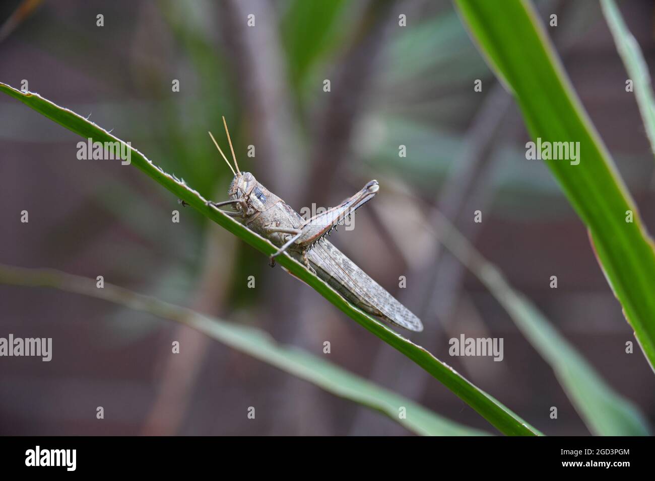 Grasshopper in my garden Stock Photo