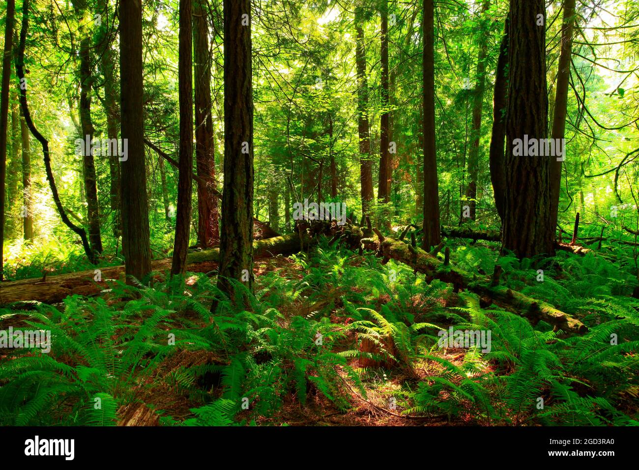 a exterior picture of an Pacific Northwest rainforest with mixed trees Stock Photo
