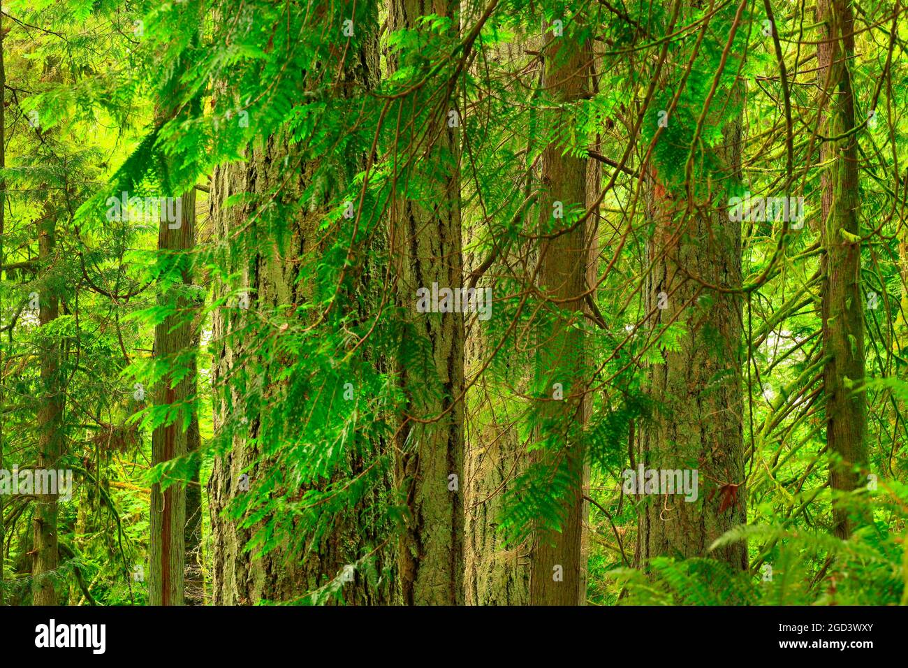 a exterior picture of an Pacific Northwest forest with Douglas fir ...