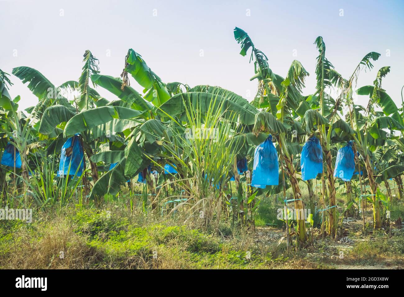 Asian Farmers use blue plastic wrap to protect insects and birds and