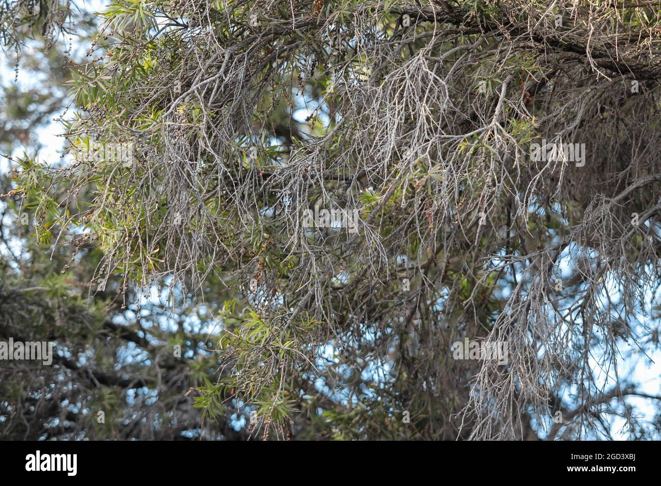 A tree without leaves in an Australian winter Stock Photo