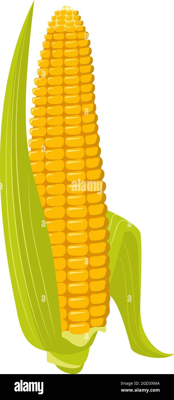 Corn on the cob with leaves and grains. Summer and autumn harvest