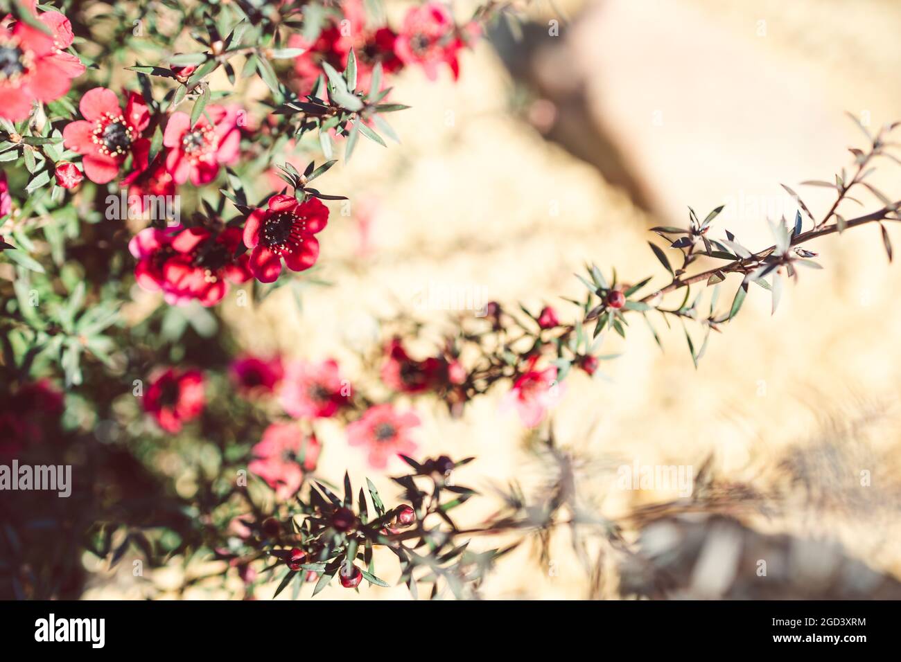 close-up of New Zealand Tea Bush plant with dark leaves and red flowers shot at shallow depth of fielld Stock Photo