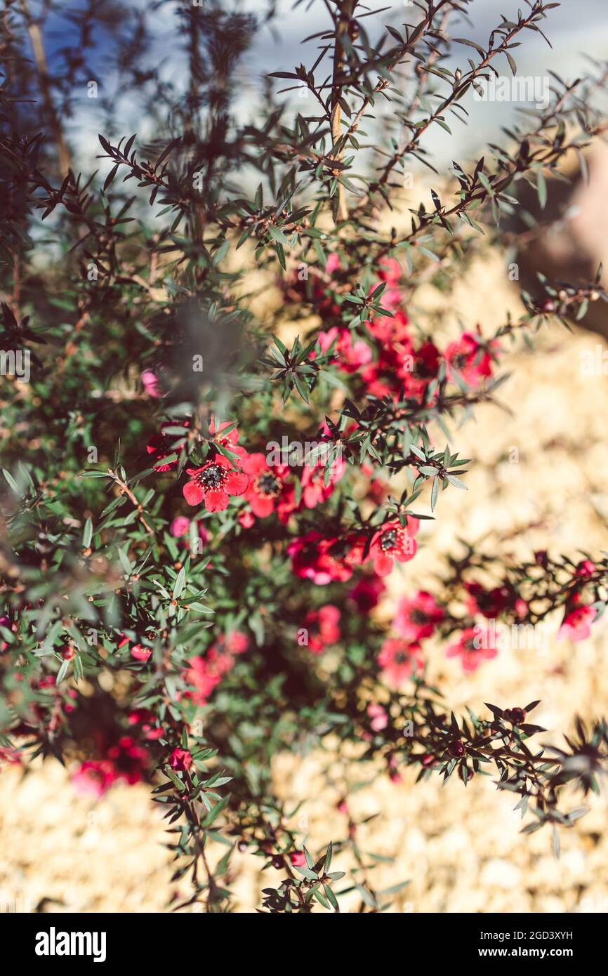 close-up of New Zealand Tea Bush plant with dark leaves and red flowers shot at shallow depth of fielld Stock Photo
