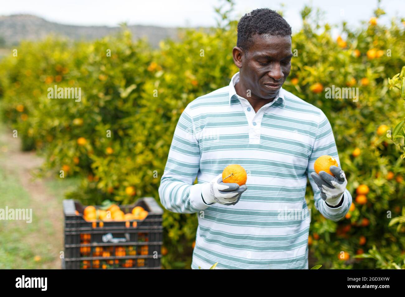 Male gathering harvest of mandarins Stock Photo Alamy