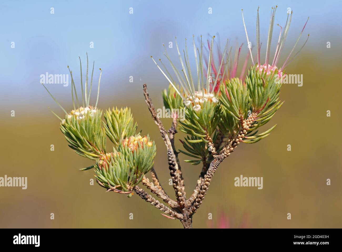 Clustered scented Myrtle plant in flower Stock Photo