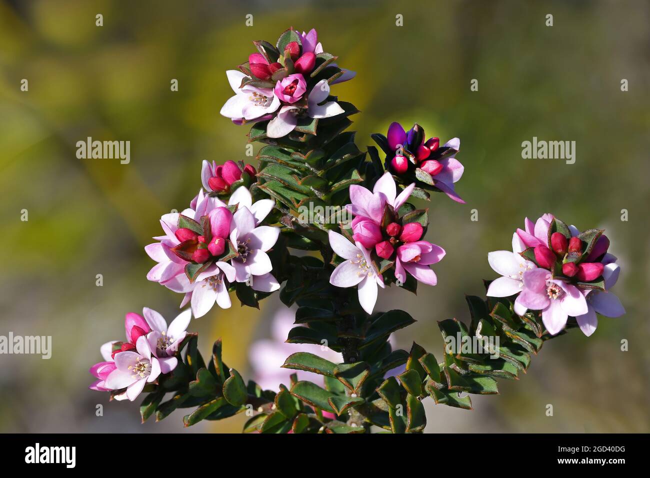 Australian Native Box-leaf Wax Flower Stock Photo