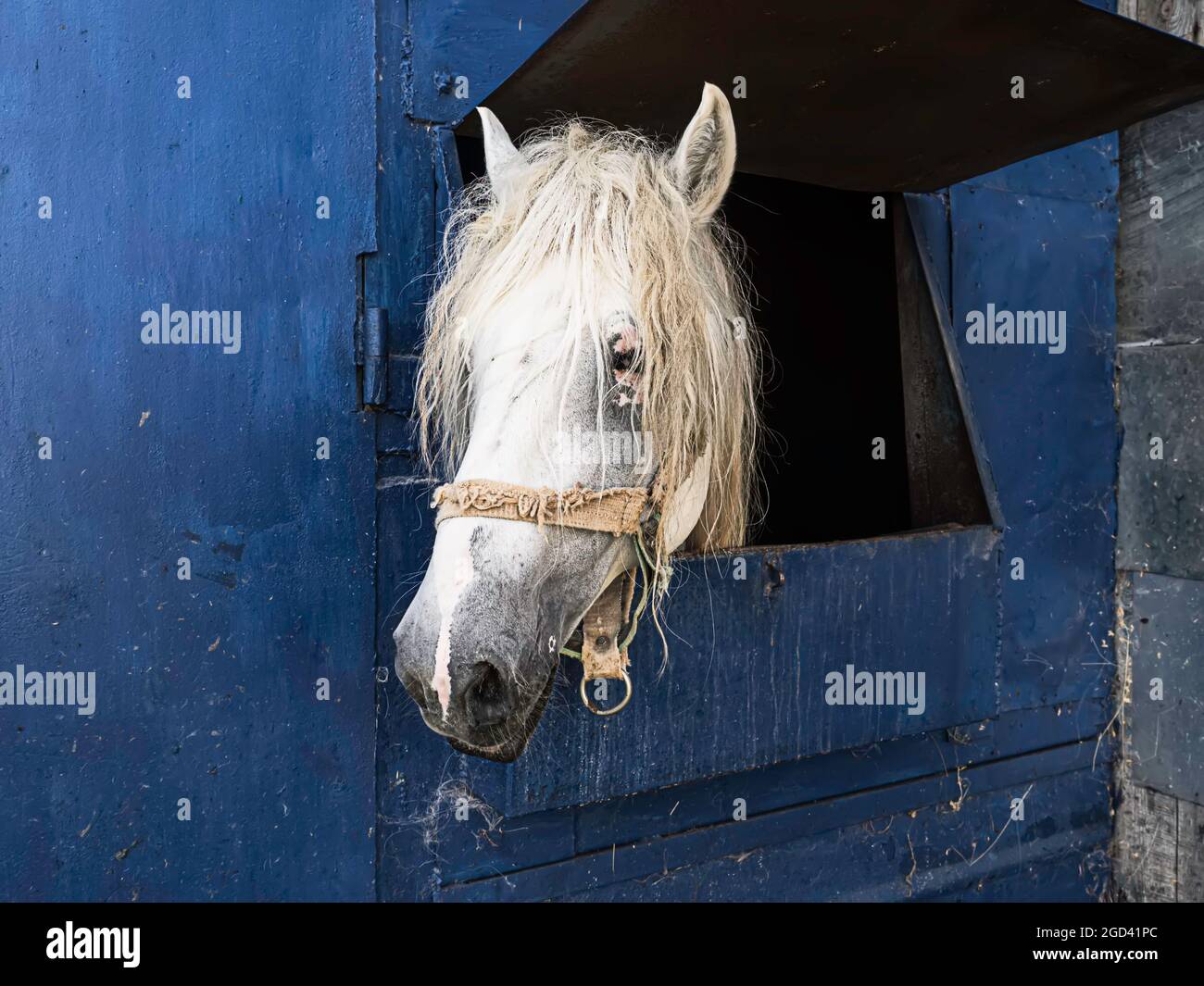 White horse in the stable. Horse in stable looking outside. Selective focus Stock Photo