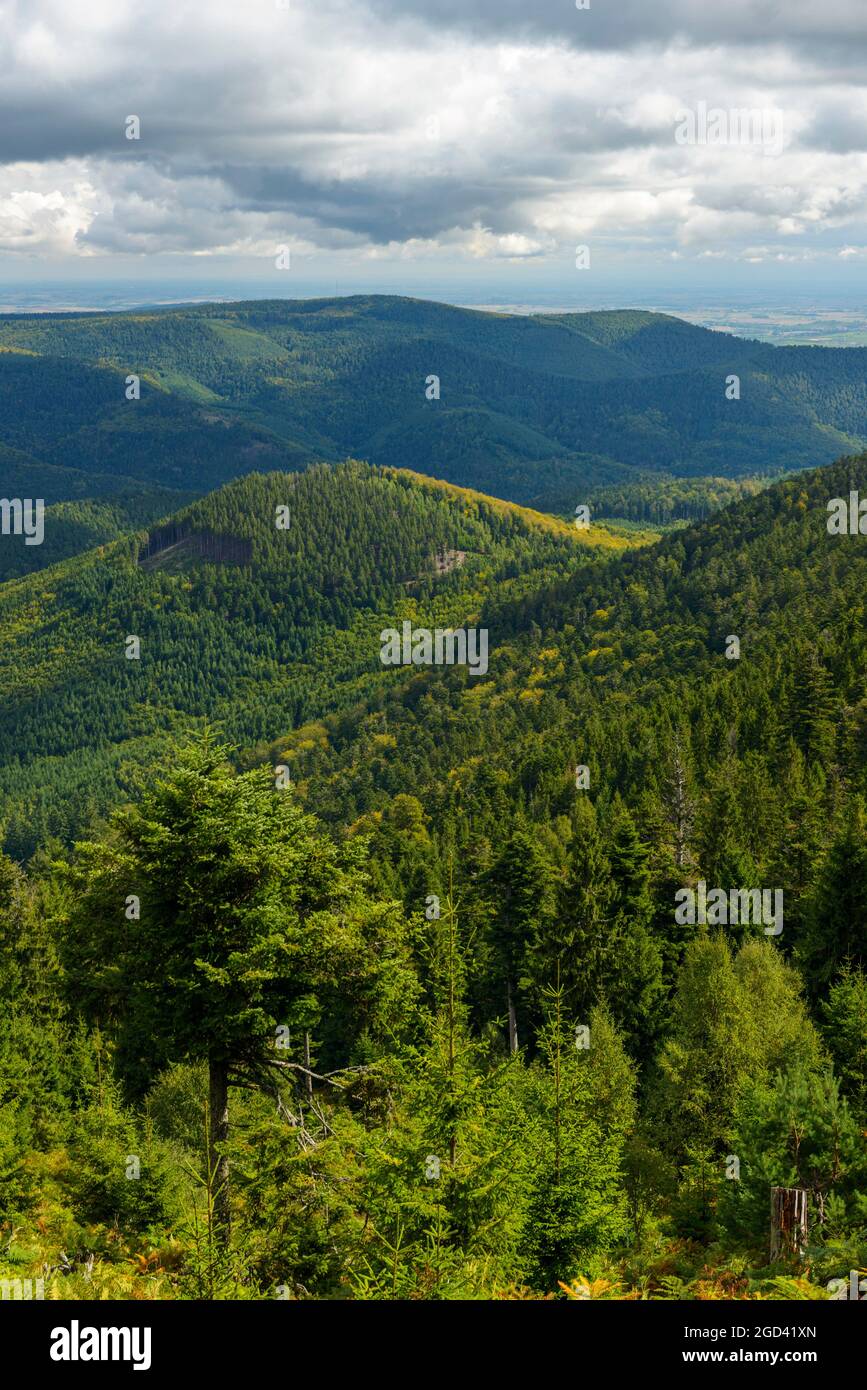 Schwarzenbergscher Schwemmkanal on the Austrian-Czech border in St. Oswald near Haslach Stock Photo - Alamy