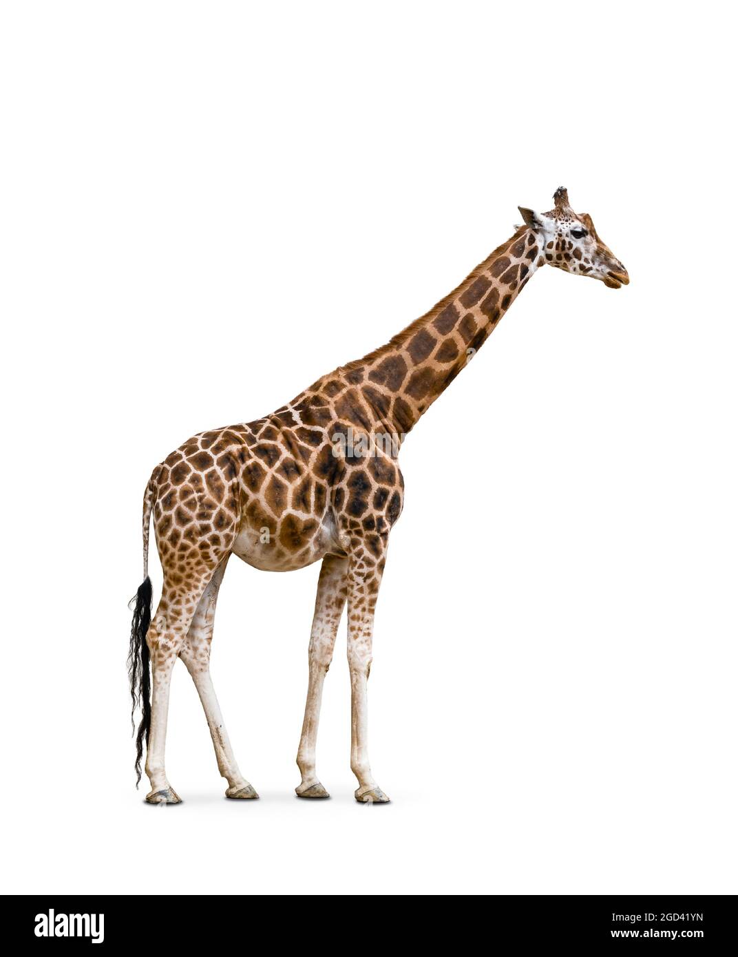 Side view of giraffe isolated on white background. Stock Photo