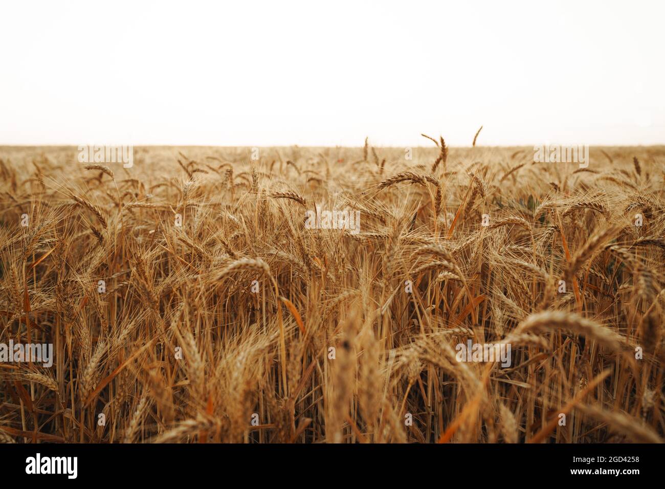 Ears of golden wheat on field, close up Stock Photo - Alamy