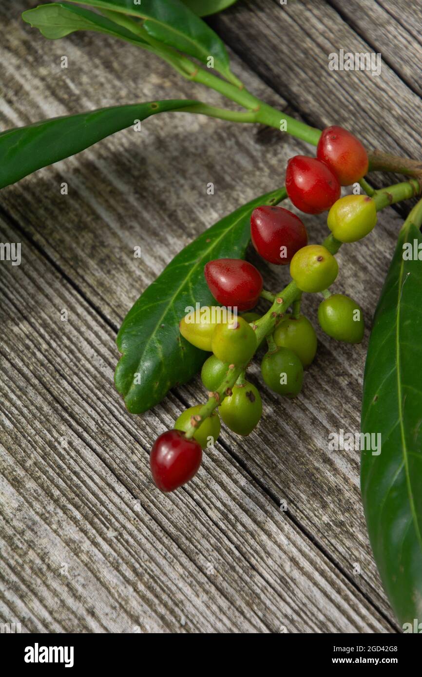 Ripening berries cherry laurel on a cutting branch on wooden background Stock Photo
