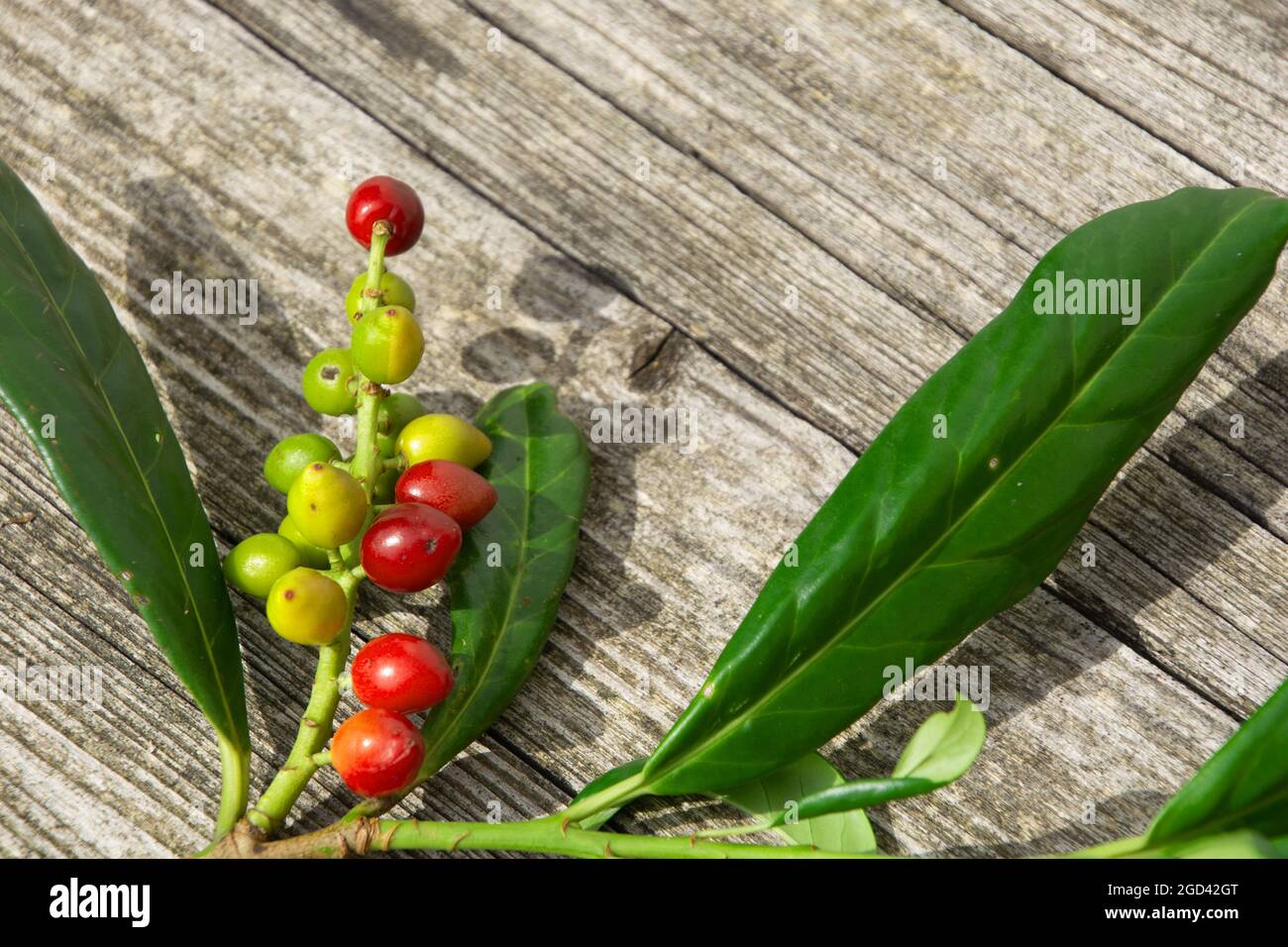 cut branch of common laurel with ripe und unripe fruits on wooden backdrop Stock Photo