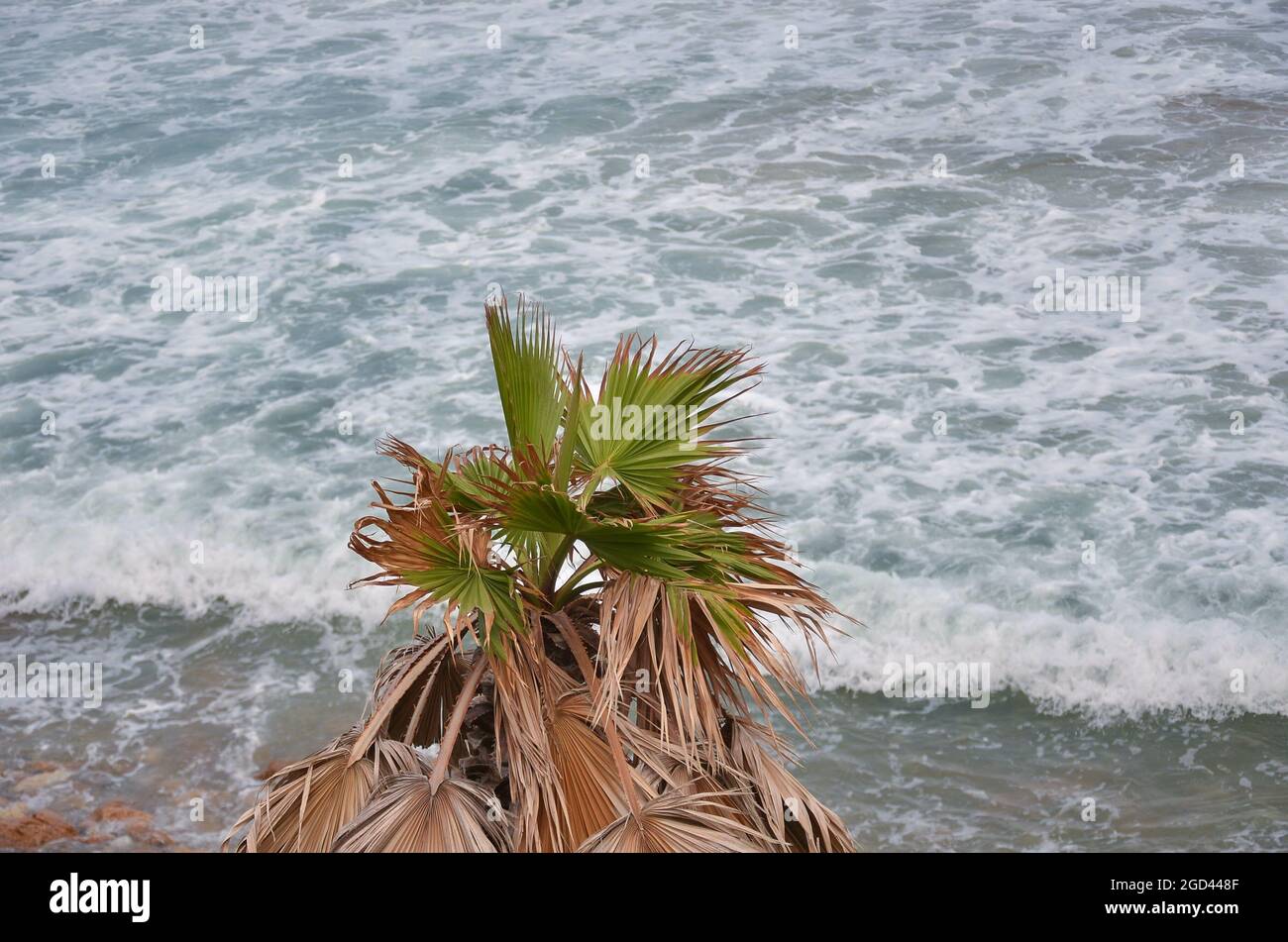 Leaves of a Mexican Washingtonia growing by the sea Stock Photo
