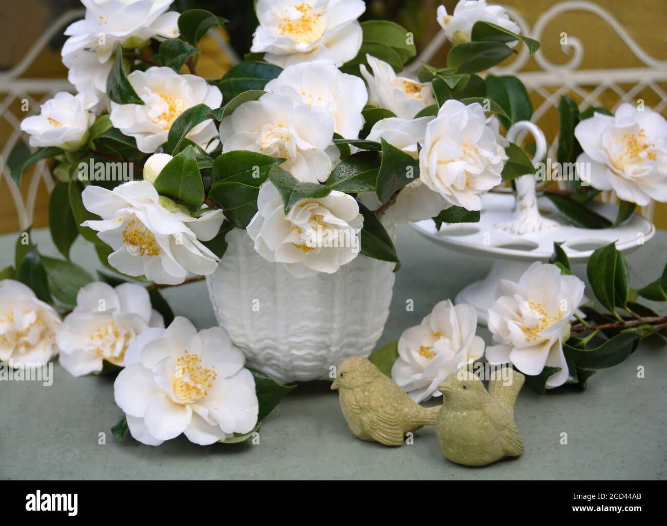 botany, white camellias in a white vase, ADDITIONAL-RIGHTS-CLEARANCE-INFO-NOT-AVAILABLE Stock Photo