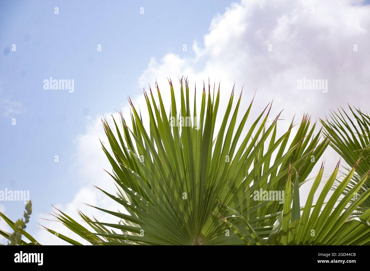 Top of the Mexican fan palm in the cloudy sky background Stock Photo