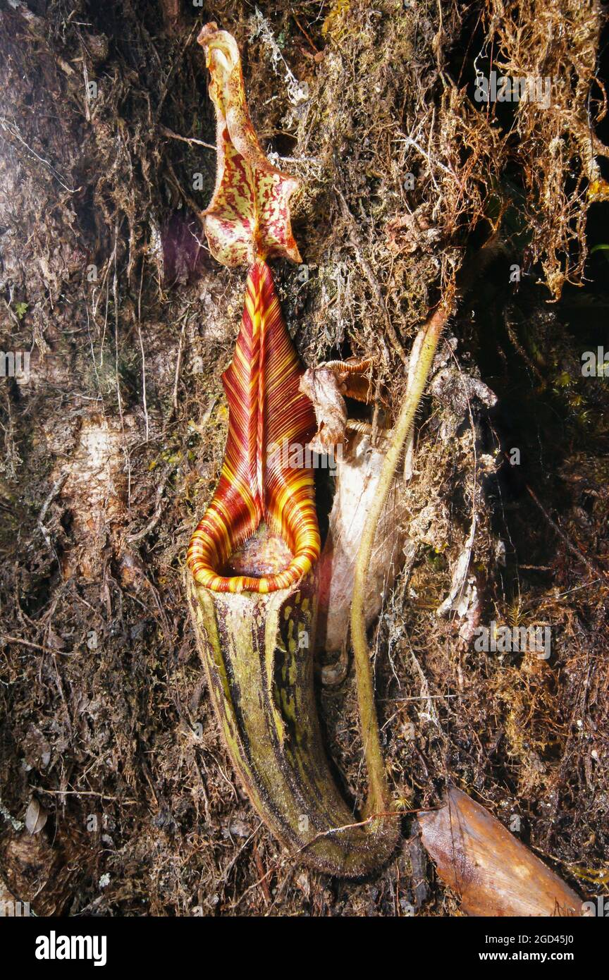 Pitcher of Nepenthes mollis, carnivorous pitcher plant, Sarawak, Borneo Stock Photo