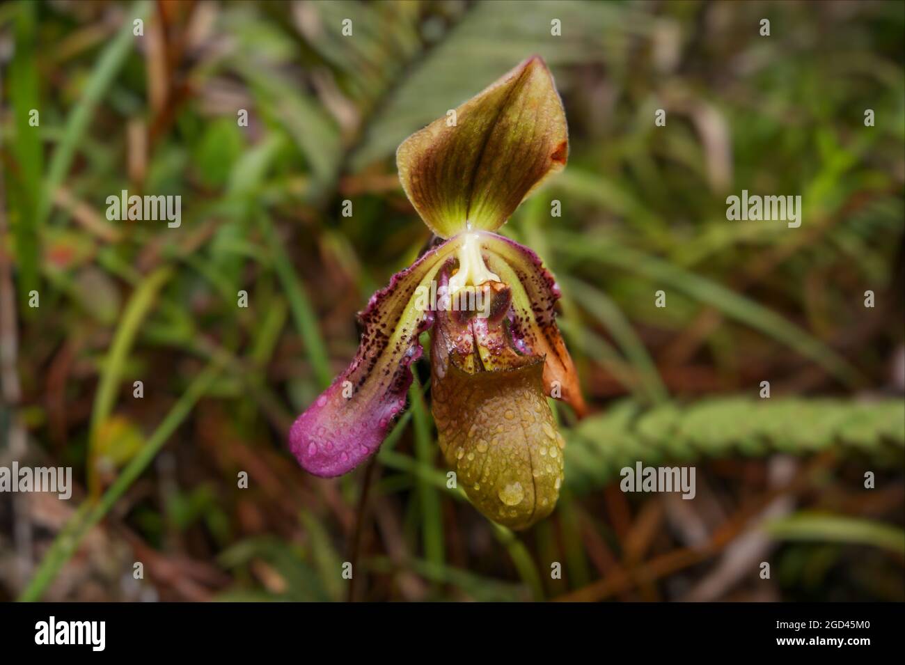 Slipper orchid (Paphiopedilum hookerae var. volonteanum), Sabah, Borneo Stock Photo