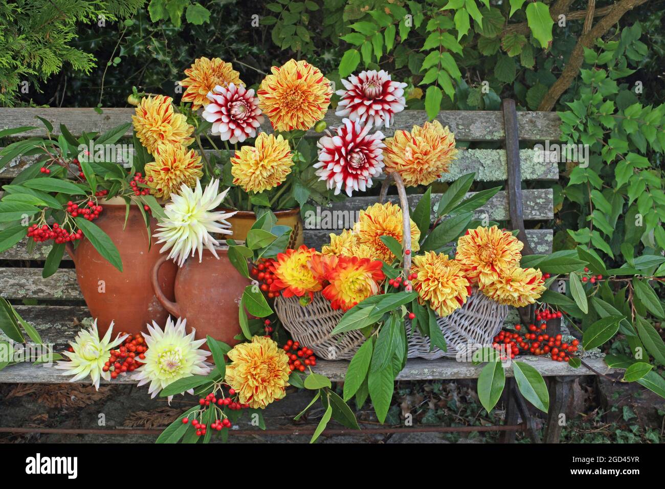 Dahlias In Pots High Resolution Stock Photography and Images - Alamy
