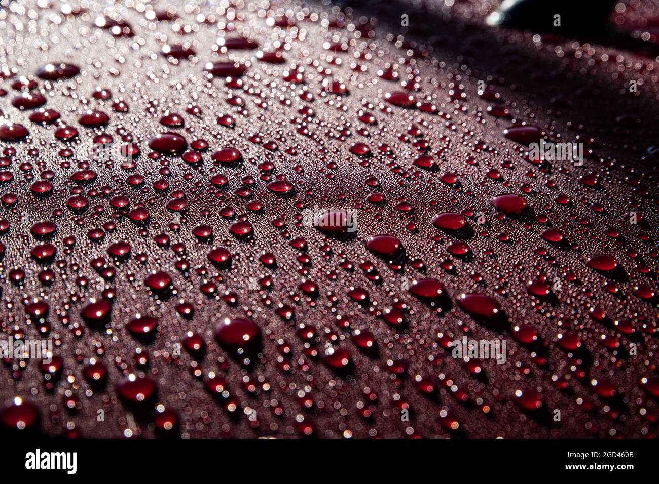 Hydrophobic water effect on red car paint after rain Stock Photo Alamy