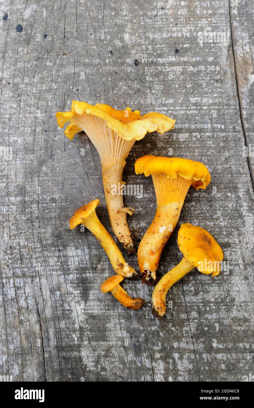 CANTHARELLUS CIBARIUS, COMMONLY KNOWN AS THE GIROLLE, CHANTERELLE