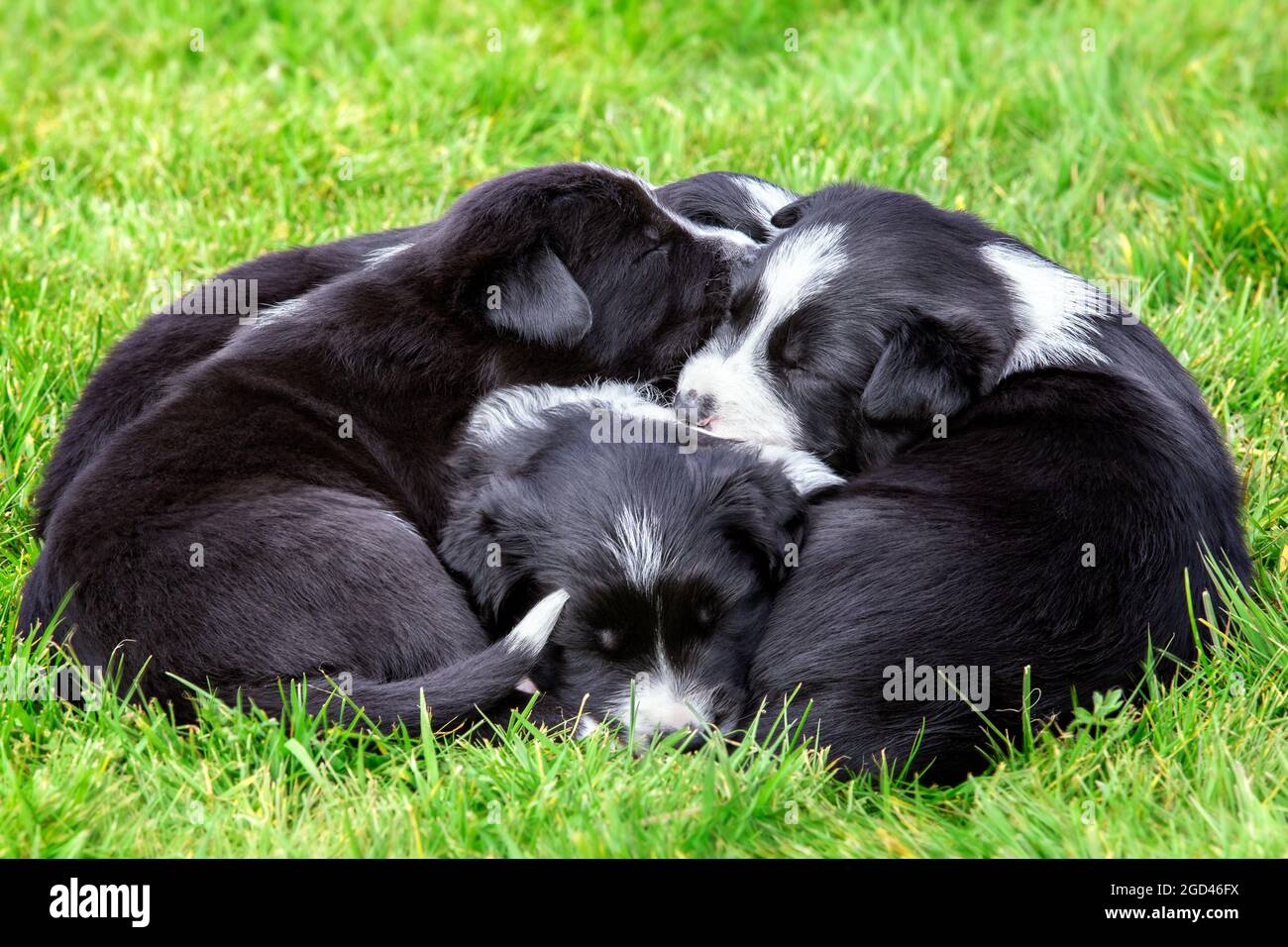 Adorable border collie puppies lying in a puppy pile outside on grass Stock  Photo - Alamy