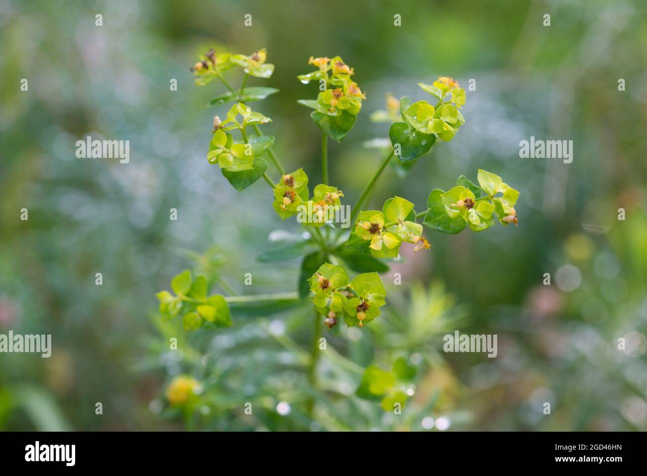 Euphorbia esula,  green spurge flowers in meadow closeup selective focus Stock Photo