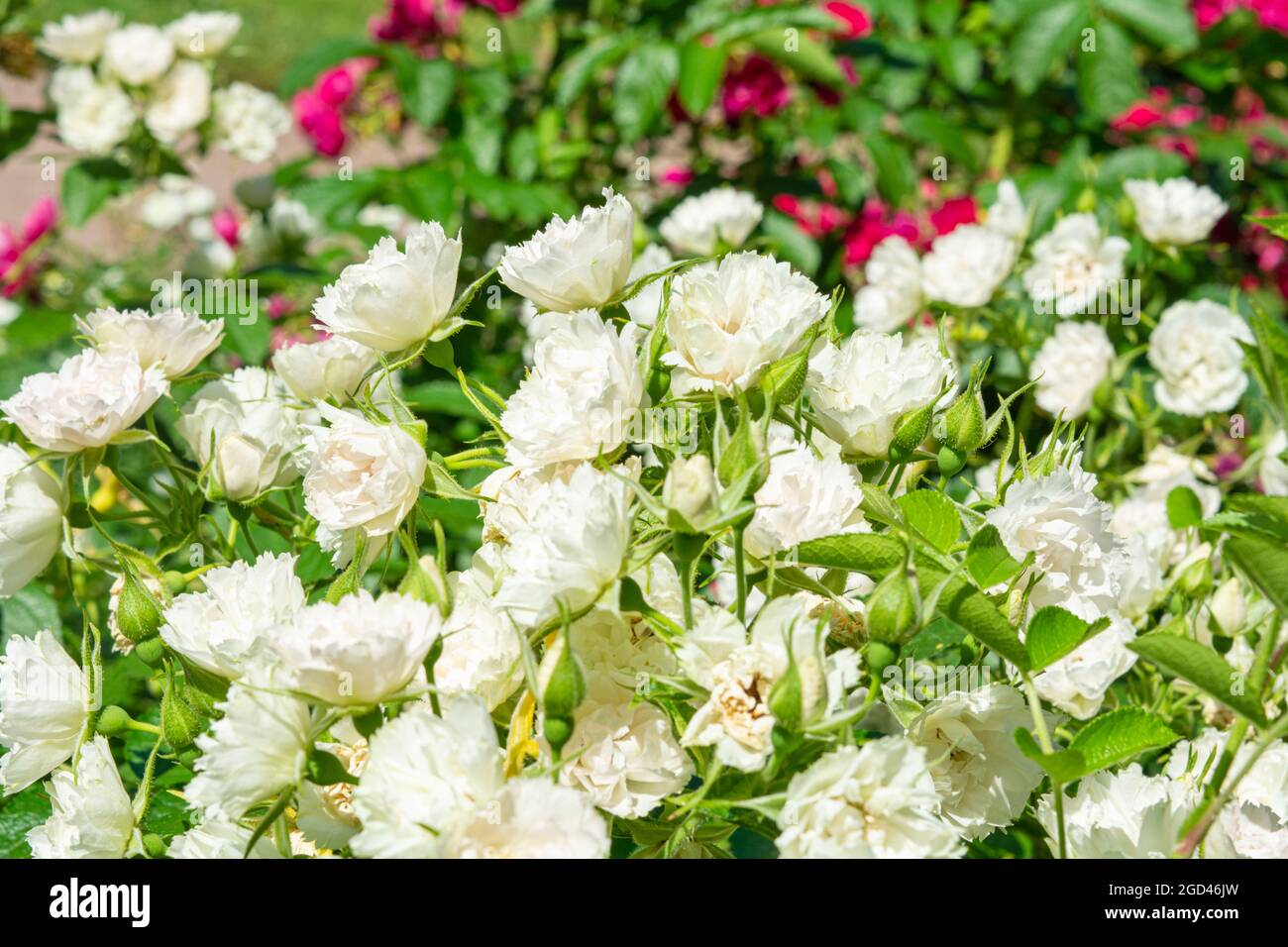 Compact White Roses Blossoming beautiful small white rose flowers. White roses blossom in ...