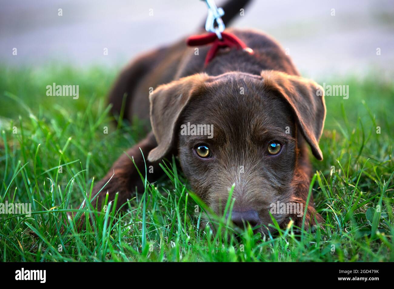 Cute Patterdale Terrier dog puppy lying on grass, big eyes and lead Stock Photo