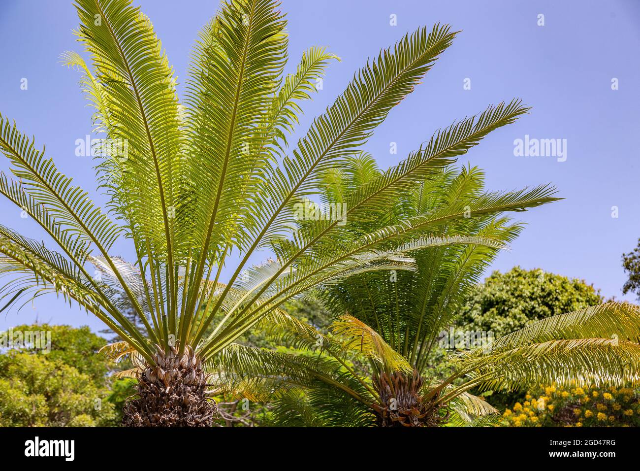 botany, cycads (Cycadales), Queen Sago (Cycas circinalis), farn, ADDITIONAL-RIGHTS-CLEARANCE-INFO-NOT-AVAILABLE Stock Photo
