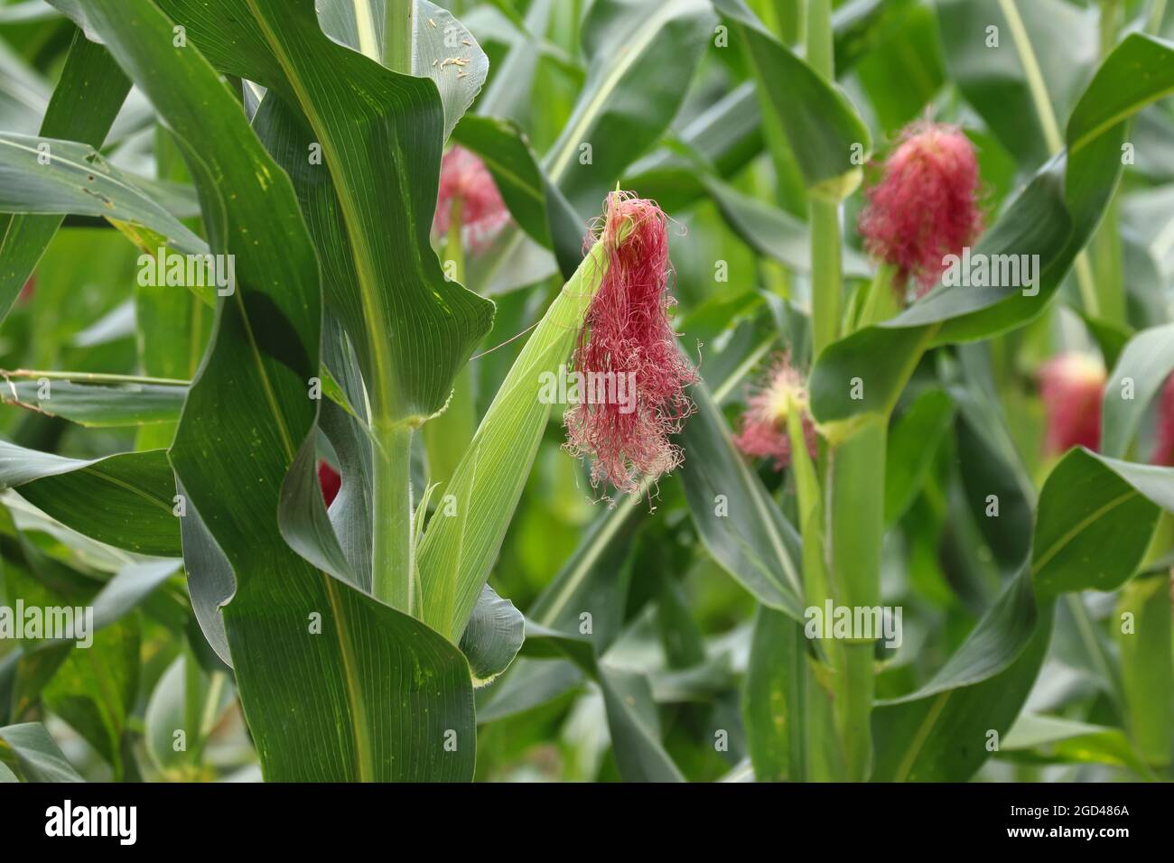 Young sweet corn fruits on the corn field Stock Photo