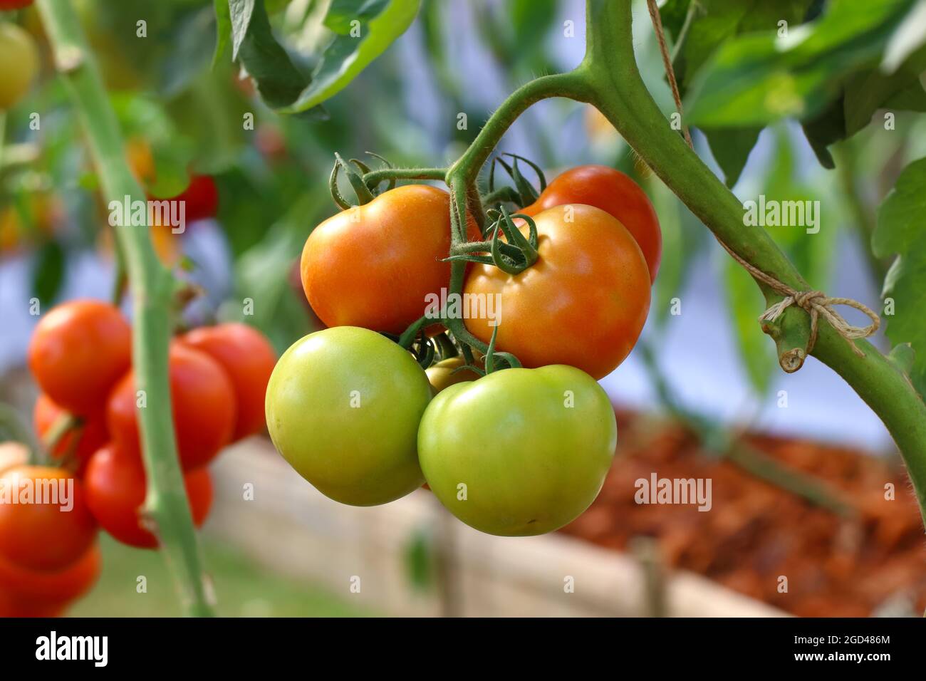 Raw and ripe tomato fruit on the tree Stock Photo